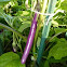 Eggplant var. Ichiban