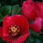 Shrub