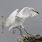 Little Blue Heron (immature)