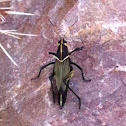 Horse Lubber Grasshopper