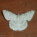 Geometrid Moth