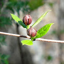 Sweetshrub