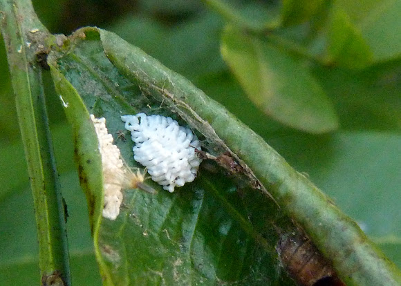 Spotting Image 1