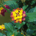 Lantana