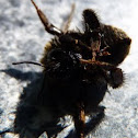 Large earth-bumblebee