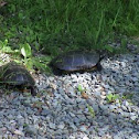 Eastern Painted Turtle 