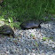 Eastern Painted Turtle 