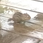 Eastern Chipmunk