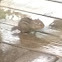 Eastern Chipmunk