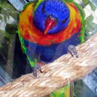 Rainbow Lorakeet