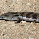 Eastern Blue-tongued Skink