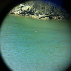 Common Goldeneye