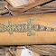 Salamanqueja - Turnip-tail gecko