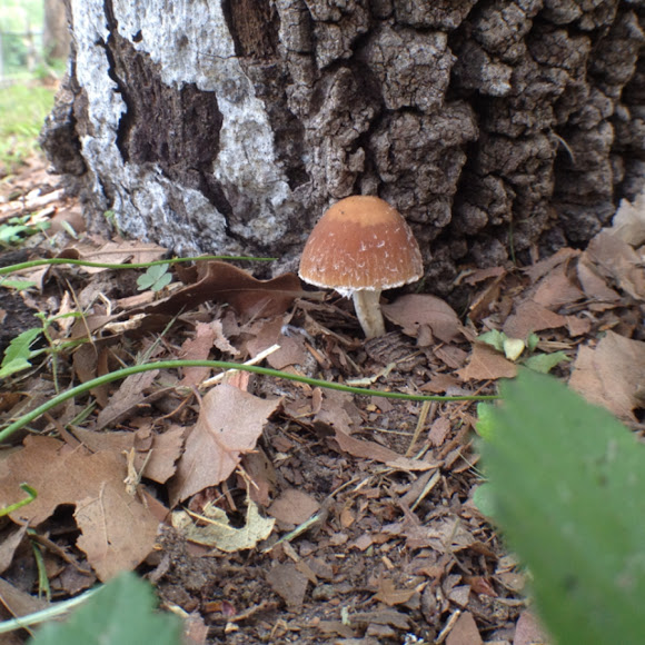 Spotting Image 1