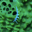 Aolid nudibranch