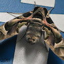 oleander hawk