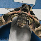 oleander hawk