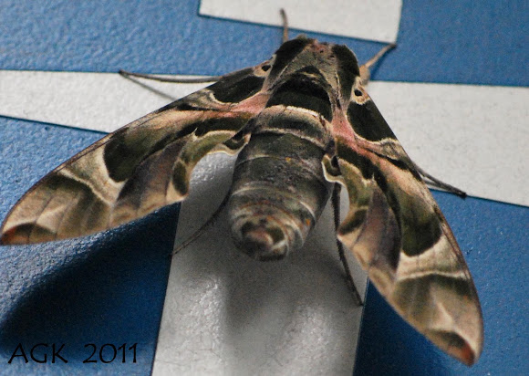 Spotting Image 1