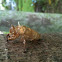Cicada