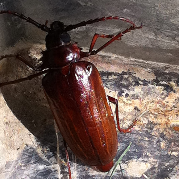 Pine Sawyer Beetle Project Noah