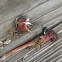 meat eating wasps