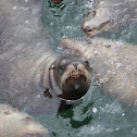 California Sea Lion
