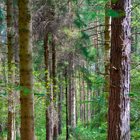 by Judith Grieves - Landscapes Forests