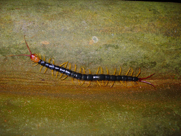 Spotting Image 1