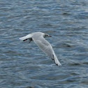 Black-headed Gull  (Lachmöwe)