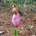 Pink Lady Slipper