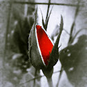 Heirloom red rose