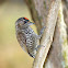 White-barred Piculet (Pica-pau-anão-barrado)
