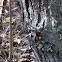 Honey Locust