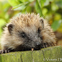 European Hedgehog