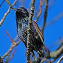 Starling