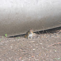 Chipmunk