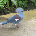 Western Crowned Pigeon