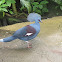 Western Crowned Pigeon