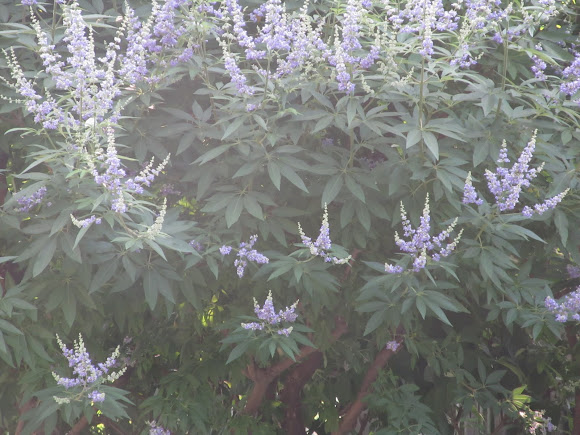 Spotting Image 1