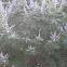 Chaste Tree
