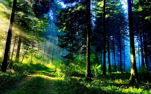 How to get Green Forest lastet apk for laptop