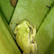 Rana trepadora