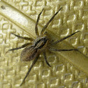 Garden Wolf Spider