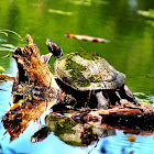 Red-Eared Slider