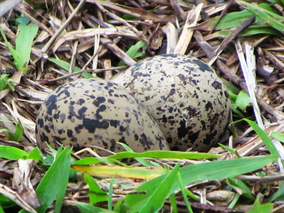 Spotting Image 1