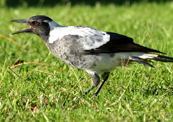 Spotting Image 1