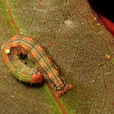 Autumn gum moth
