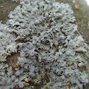 Star Rosette Lichen