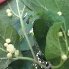 Unknown spotting