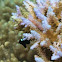 Three-spot dascyllus (juvenile)